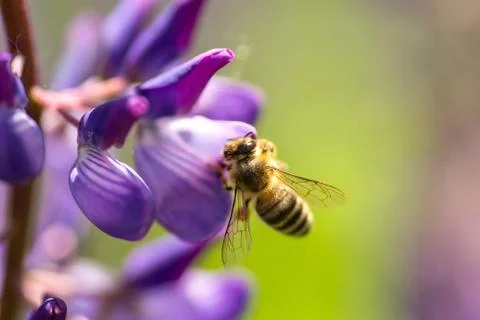 A bee pollinates violet lupine. Macro bee Stock Photos