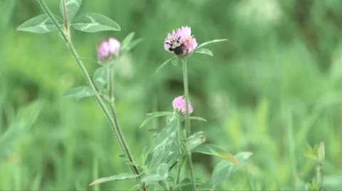 A bee pollinates while moving from flower to flower Stock Footage 57402793