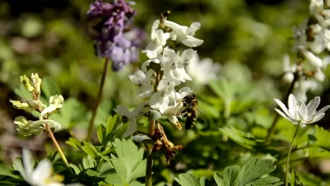 Bee pollinates white and violet Corydalis growing in the forest wild flowers Stock Footage 146852616