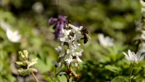 Bee pollinates white and violet Corydalis growing in the forest wild flowers Stock Footage 146852618
