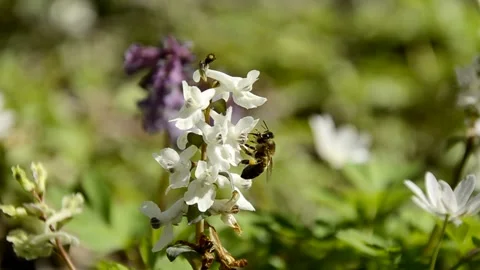 Bee pollinates white and violet Corydalis growing in the forest wild flowers Stock Footage 146852640