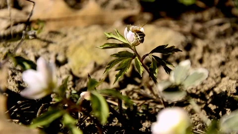 Bee pollinates a white anemone growing in the forest Stock Footage 146852638