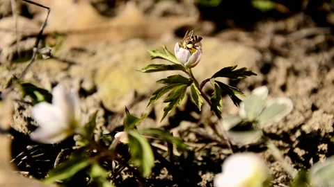 Bee pollinates a white anemone growing in the forest Stock Footage 146852644