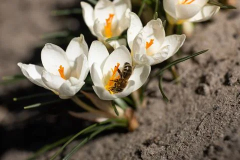 A bee pollinates a white crocus in the garden. Spring concept Stock Photos