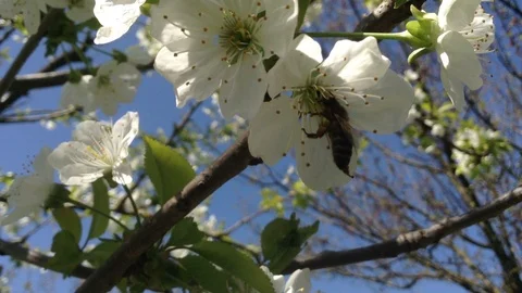 Bee Pollinates White Flowers of Blooming Sweet Cherry Tree - Close Up Stock Footage 89328584