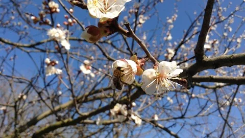 Bee Pollinates White Flowers of blossom sweet cherry - Spring Crimea Stock Footage 89324490