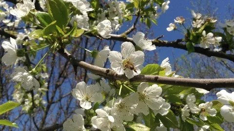 Bee Pollinates White Flowers of blossom sweet cherry Tree - Spring Crimea Stock Footage 89328554
