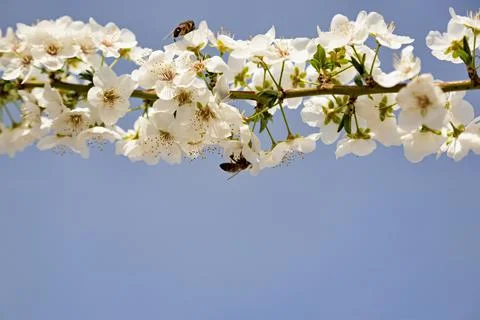 Bee pollinates white flowers of cherry on a flowering tree in spring Stock Photos