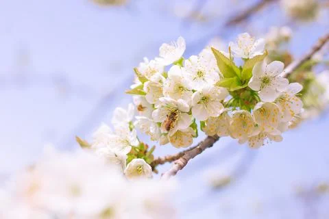 A bee pollinates the white flowers of a cherry fruit tree. Spring floral 스톡 사진