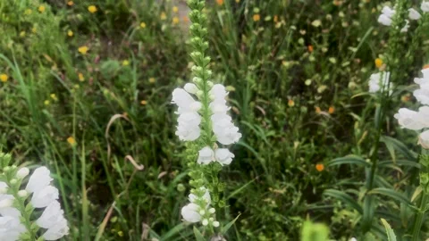 The bee pollinates the white flowers of Physostegia virginiana Stock Footage 157325557
