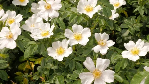 Bee pollinates the white flowers of the wild rose. Stock Footage 121223920