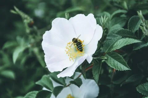 Bee Pollinates White Hips Flower. Matte effect. Stock Photos