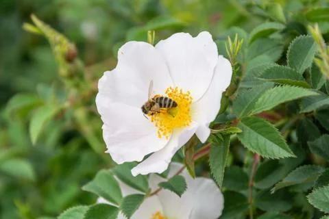 Bee Pollinates White Hips Flower Foto stock