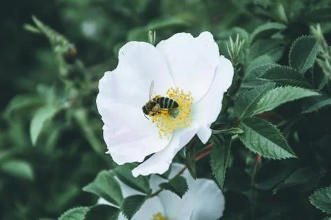 Bee Pollinates White Hips Flower. Matte effect. Stock Photos
