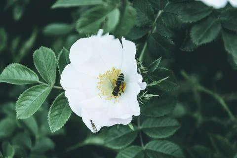 Bee Pollinates White Hips Flower. Matte effect. Stock Photos