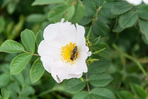 Bee Pollinates White Hips Flower Foto stock