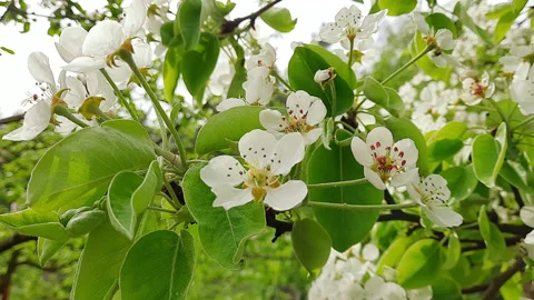 A bee pollinates white pear flowers. Slow motion. Stock Footage 154541667