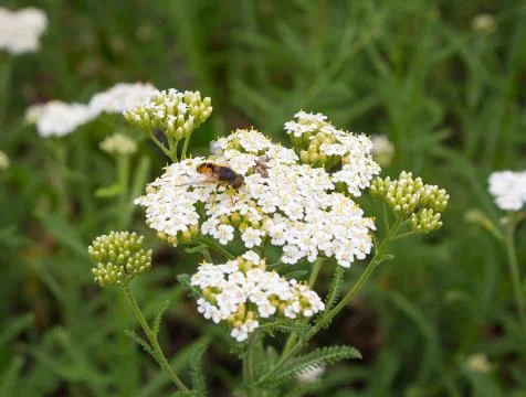 Bee pollinates white wildflowers. Fields and meadows Stock Photos