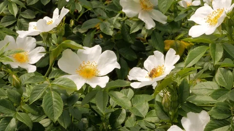 Bee pollinates the wild rose. Video stock 122209921