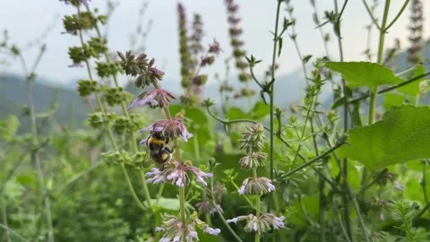 A bee pollinates wildflowers in a green meadow, enhancing biodiversity and Stock Footage 280678661