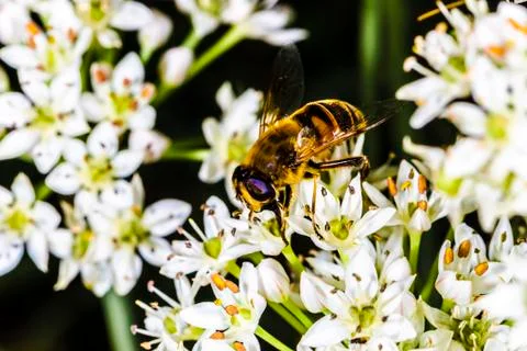 Bee pollinates wildflowers Foto stock
