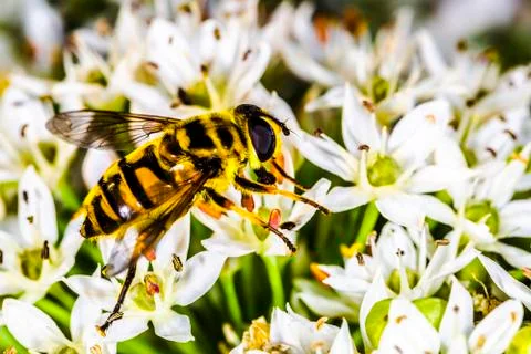 Bee pollinates wildflowers Foto stock