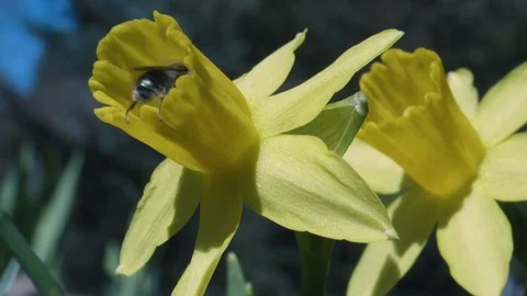 A Bee Pollinates A Yellow Daffodil Flower 库存影片 129635061