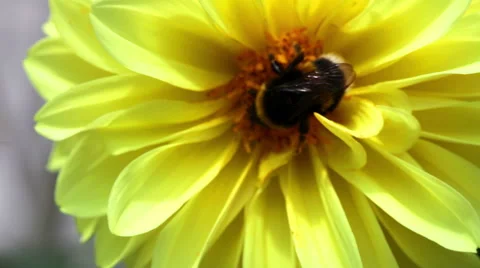 Bee pollinates a yellow dahlia Stock Footage 50905683