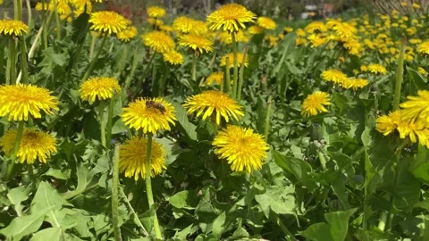 A bee pollinates a yellow dandelion against a background of green grass Stock Footage 233753510