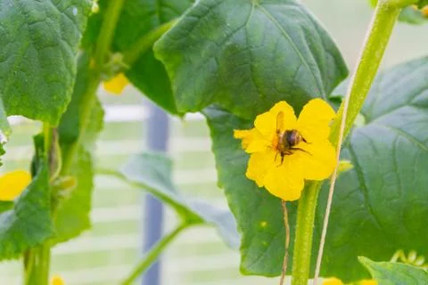 A bee pollinates a yellow flower on a branch with cucumbers in a greenhouse Stock Photos