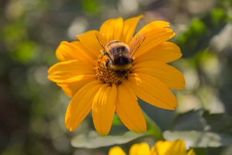 Bee pollinates a yellow flower close-up. Nature Stock Photos