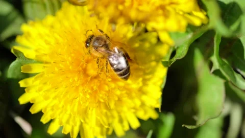 Bee pollinates yellow flower, collects pollen on its legs Stock Footage 192840877