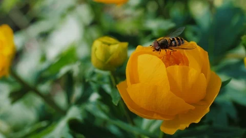 Bee pollinates a yellow flower in garden. Small bee collect flower dust Stock Footage 111275915