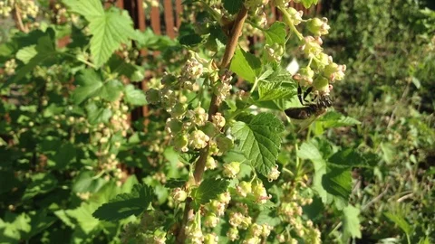 Bee pollinates Yellow flowers Of Blooming Black Currant Ribes nigrum Close Up Stock Footage 90515503