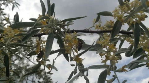 Bee Pollinates Yellow Flowers of Blooming Sea buckthorn tree Hippophae 2 Stock Footage 91512464