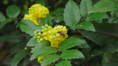 Bee pollinates yellow flowers in spring Video stock 180501885