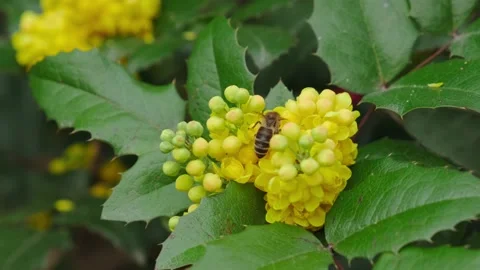 Bee pollinates yellow flowers in spring Vidéo 180502096