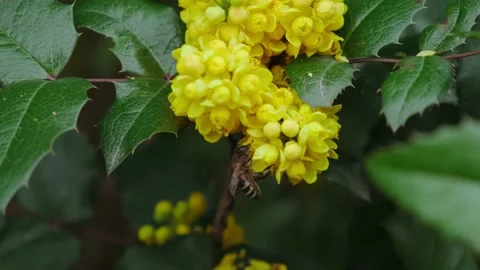 Bee pollinates yellow flowers in spring Vidéo 180502411
