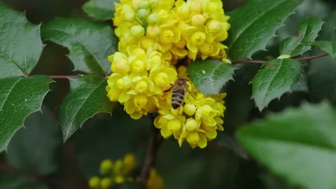 Bee pollinates yellow flowers in spring 스톡 동영상 180502455