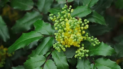 Bee pollinates yellow flowers in spring 库存影片 180503215
