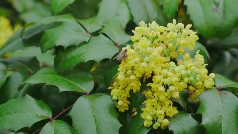 Bee pollinates yellow flowers in spring Video stock 180503841