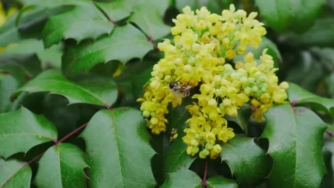 Bee pollinates yellow flowers in spring 스톡 동영상 180503999