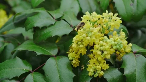 Bee pollinates yellow flowers in spring Stock Footage 180504164
