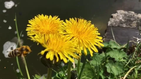 Bee Pollinates Yellow Spring Flowers Stock Footage 310429695