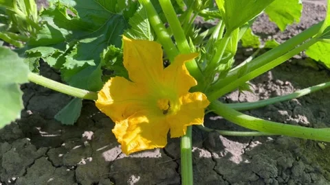 Bee pollinates a zucchini flower Stock Footage 312216732