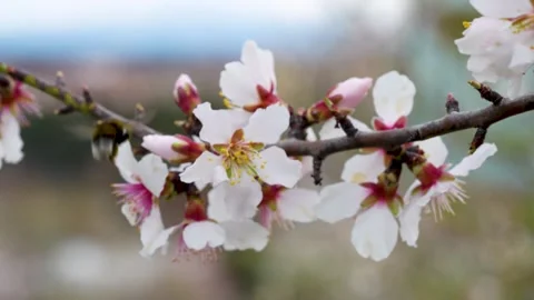 Bee Pollinating Almond Blossoms Stock Footage 267031143