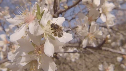 Bee Pollinating Almond Tree Flowers – Spring Blossom Macro Stock Footage 103473426