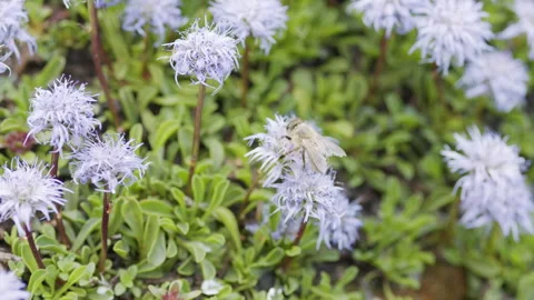 Bee pollinating alpine globularia flowers Stock Footage 339396022