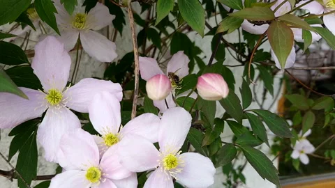 Bee pollinating and collecting nectar on clematis montana flowers Stock Footage 131708059