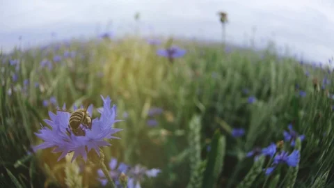 A bee pollinating and then flying of from a beautiful blue cornflower wildflower Video stock 103892726